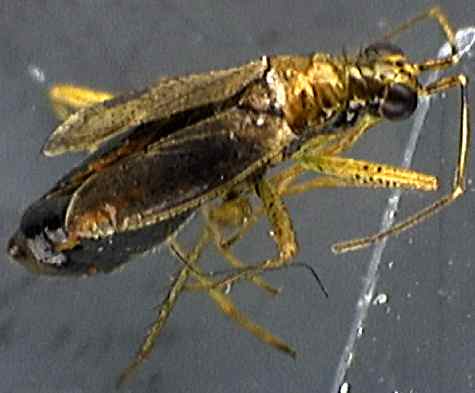 Dicyphus stachydis